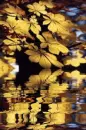 leaf, liÅ›Ä‡, liÅ›cie kasztanowca