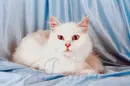Cat-Ingrid
