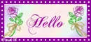 Purple green rose - Hello