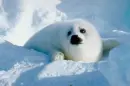 seal aww