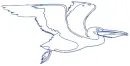 pelican gif