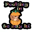 Pumpkin Bear- Peeking in 