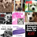 Stop animal abuse