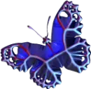butterflie