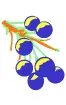 Blueberry