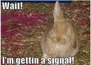 Rabbit Signal