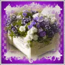 purple flowers