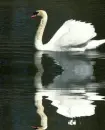 ÅabÄ™dÅº, bird