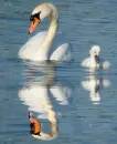 ÅabÄ™dÅº, bird