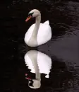 ÅabÄ™dÅº, bird, white