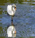 ÅabÄ™dÅº, bird, white, biaÅ‚y