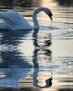 ÅabÄ™dÅº, bird, white, biaÅ‚y