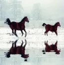 horses, colt, mare, Åºrebak, konie, klacz, uma, pferde