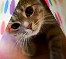 CUTE LOL