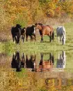 konie, koniki, horses, pferde, forest, gold, jesieÅ„