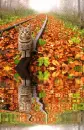 kot, kotek, park, tory, cat, jesieÅ„