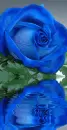 bÅ‚Ä™kitna rÃ³Å¼a, blue rose