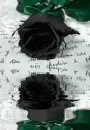 czarna rÃ³Å¼a, black rose