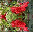 JarzÄ™bina, jesieÅ„, red