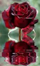 czerwona rÃ³Å¼a, red rose