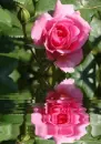 RÃ³Å¼owa rÃ³Å¼a, rose