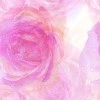 Pink Roses
