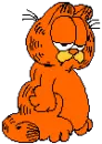 Animal Cat
