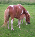 horse nursing