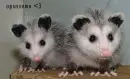 baby opossumes!