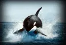 Beautiful Killer