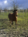 horse running