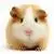Hamster