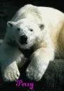 Bear-Perry