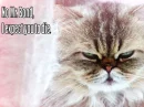 evil cat