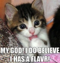 kitten