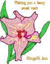 sweet week ann