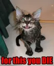cat