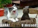 laughing cat