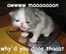 young cat