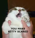 cat scream