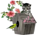 Hello