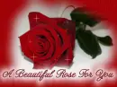Beautiful Rose