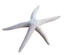 white starfish