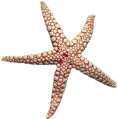 starfish