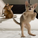 young cats