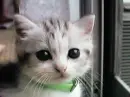 young cat