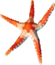 starfish