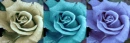 rose banner