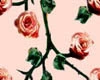 pink rose