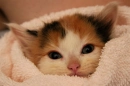 kitten